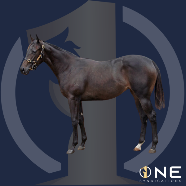 JONKER X ISLAND DAZE FILLY