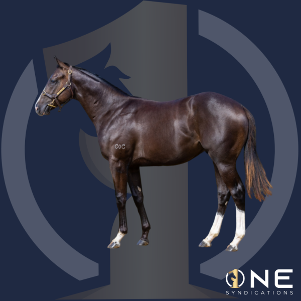 BARBARIC X PLUMAGE COLT