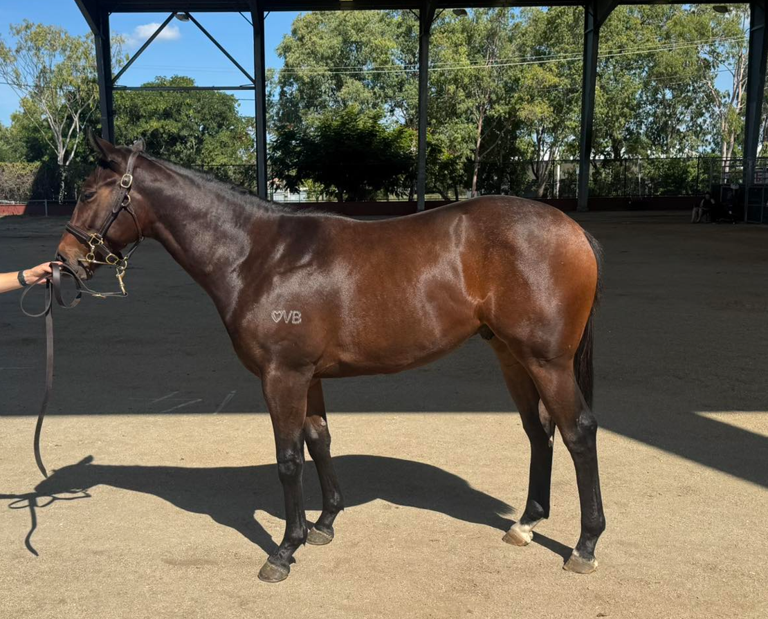 Exosphere x Uptown Gal Colt