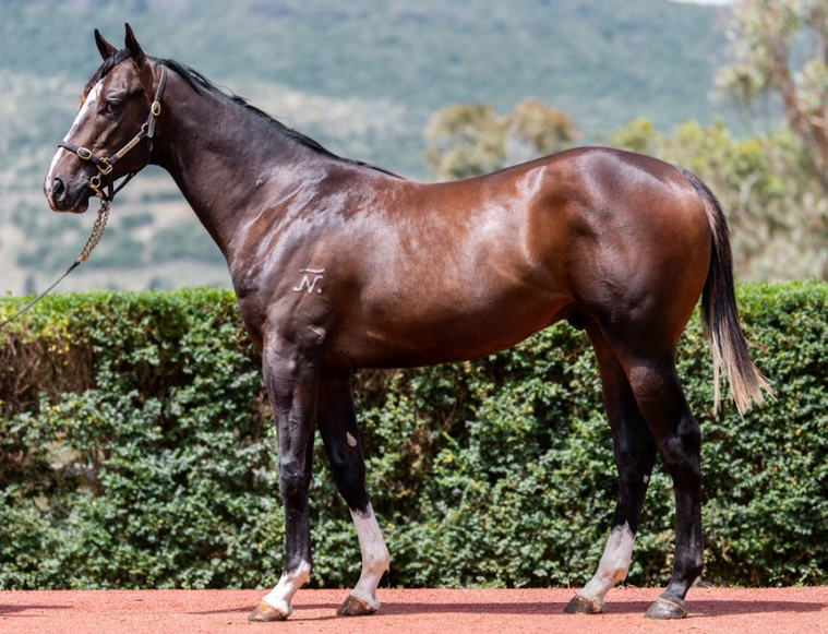 Top Ranked x Princess Bojack