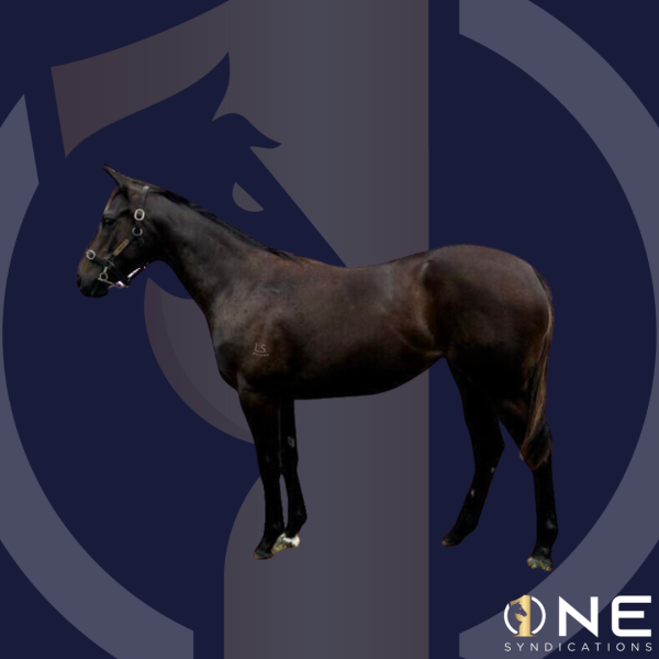 Better Than Ready x Princess Qualo Brown Filly